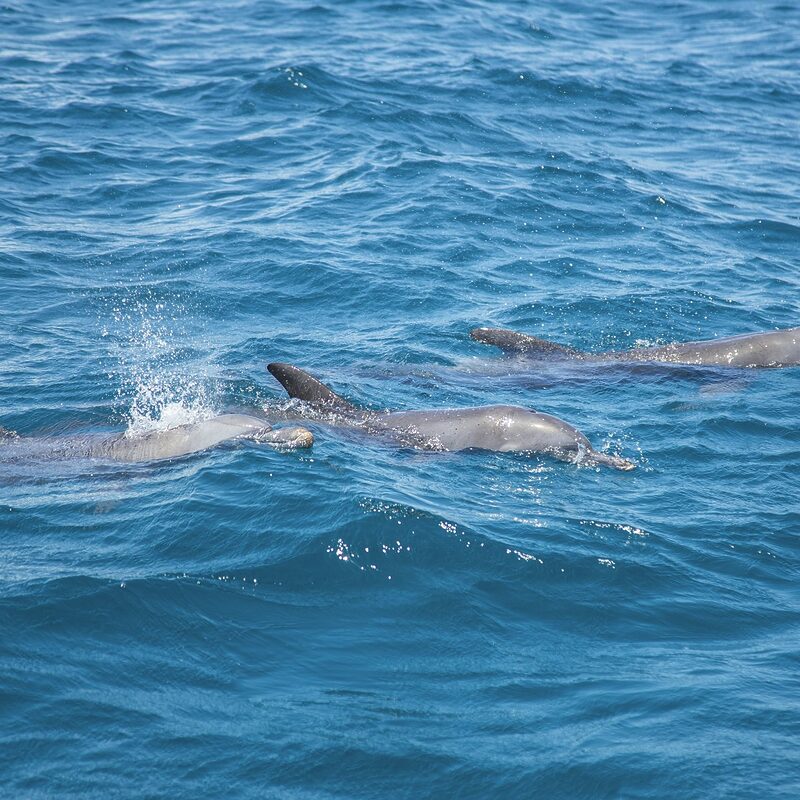 Dolphins on the island of Wasini. Kenya