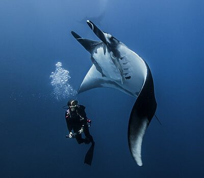 Scuba diver swimming with giant oceanic manta ray