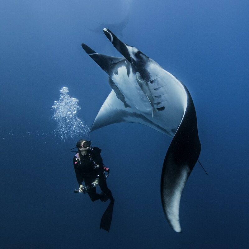 Scuba diver swimming with giant oceanic manta ray